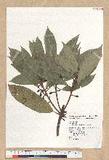 Litsea acuminata (Blume) Kurata l