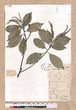 Lithocarpus glaber...