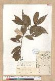 Cinnamomum burmannii (C. G. & Th. Nees) Blume