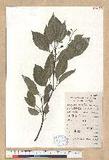 Cinnamomum camphora (L.) J. Presl