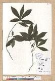 Quercus glandulifera Blume var. brevipetiolata (A. DC.) Nakai TLR
