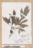 Cyclobalanopsis gilva (Blume) Oerst. 赤皮