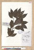 Cinnamomum japonicum Sieb. ex Nees 天竺桂