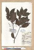Cinnamomum japonicum Sieb. ex Nees ѪǮ