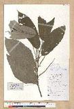 Castanea mollissima Blume 板栗