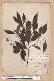 Machilus acuminatissima (Hayata) Kanehira y