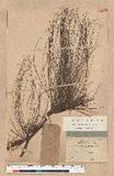 Pinus longifolia Roxb.