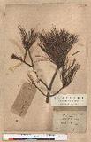 Pinus taeda Linn.