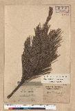 Pinus thunbergii Parl. ªQ