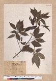 Cyclobalanopsis glauca (Thunb.) Oerst. 青剛櫟
