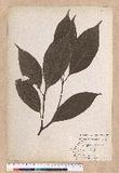 Cinnamomum micranthum (Hayata) Hayata N
