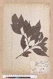 Cinnamomum osmophloeum Kanehira g׮