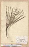 Pinus sabiniana Douglas