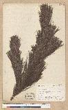 Pinus lambertiana Douglas ex Taylor & Philips