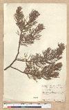 Pinus edulis Engelm.