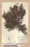 Pinus cembroides Zucc.