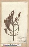 Pinus cembroides Zucc. var. remota Little