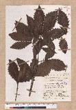 Quercus mongolica Fischer ex Turcz. var. grosseserrata (Bl.) Rehder et Wilson