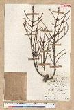Picea orientalis (L.) Link.