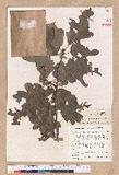 Quercus petraea (M...