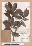Fagus grandifolia Ehrh. var. Caroliniana (Loud.) Fern & Rehd