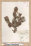 Abies cephalonica Link