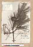 Pinus densiflora Siebold et Zucc.