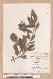 Cinnamomum doederleinii Engl.