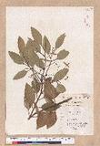 Cinnamomum japonicum Sieb. ex Nees 饻
