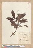 Persea japonica (Siebold & Zucc.) Kosterm.