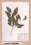 Cinnamomum osmophloeum Kanehira g׮