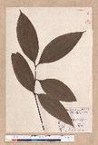 Cinnamomum pseudomelastoma (Laio' Kuo et Lin) Liao d׮