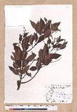 Cinnamomum brevipedunculatum C. E. Chang p