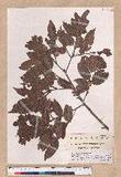 Quercus spinosa A. David ex Fr. sR