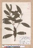 Cinnamomum macrostemon Hayata J׮