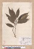Cinnamomum macrostemon Hayata J׮