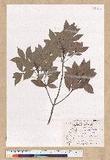Machilus obovatifolia (Hayata) Kanehira & Sasaki ˧Z