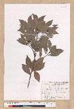 Machilus obovatifolia (Hayata) Kanehira & Sasaki ˧Z