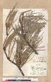 Pinus ponderosa Laws. 臺灣五葉松