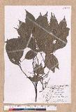 Cinnamomum camphora (L.) J. Presl ̾
