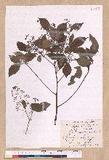 Cinnamomum camphora (L.) Nees & Eberm. 