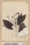Machilus zuihoensis Hayata 
