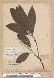 Machilus zuihoensis Hayata 