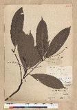 Machilus zuihoensis Hayata 