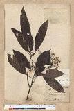 Machilus zuihoensis Hayata 