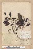 Machilus zuihoensis Hayata 