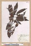 Machilus japonica Siebold et Zucc. var. kusanoi (Hayata) Liao j
