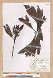Machilus japonica Siebold et Zucc. var. kusanoi (Hayata) Liao j