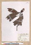 Machilus japonica Siebold et Zucc. var. kusanoi (Hayata) Liao j