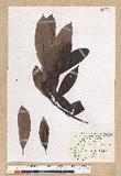 Machilus zuihoensis Hayata var. mushaensis (Lu) Y. C. Liu C()